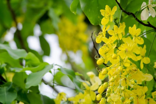 Cassia fistula  is the national tree of Thailand, and its flower is Thailand's national flower.It blooms in late spring. Flowering is profuse, with trees being covered with yellow flowers,