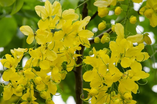 Cassia fistula  is the national tree of Thailand, and its flower is Thailand's national flower.It blooms in late spring. Flowering is profuse, with trees being covered with yellow flowers,