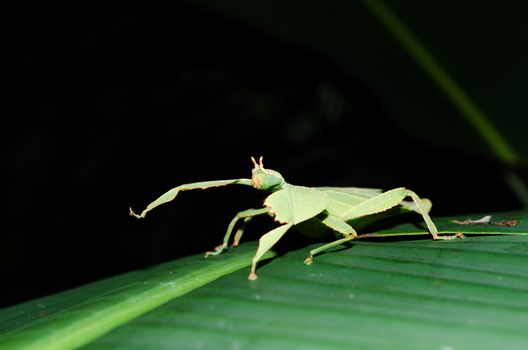 Phyllium bioculatum have extremely flattened, irregularly shaped bodies, wings, and legs.