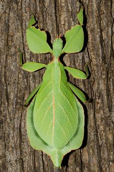 Phyllium bioculatum have extremely flattened, irregularly shaped bodies, wings, and legs.