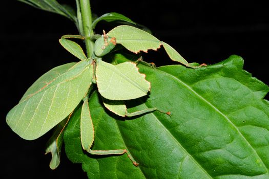 Phyllium bioculatum have extremely flattened, irregularly shaped bodies, wings, and legs.