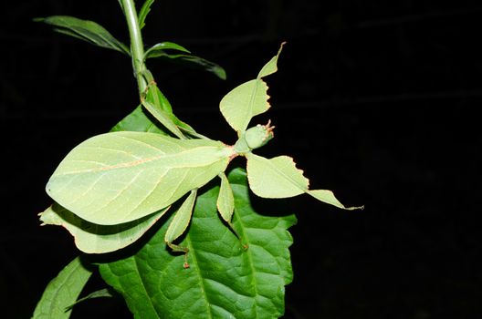 Phyllium bioculatum have extremely flattened, irregularly shaped bodies, wings, and legs.