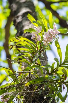 The Orchidaceae are a diverse and widespread family of flowering plants, with blooms that are often colourful .