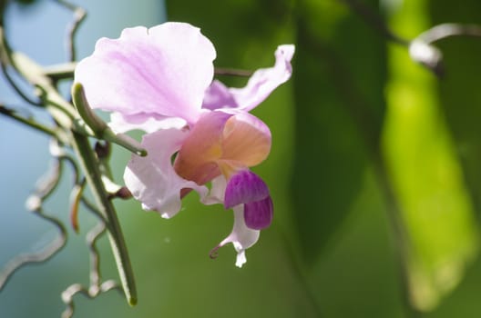 The Orchidaceae are a diverse and widespread family of flowering plants, with blooms that are often colourful .