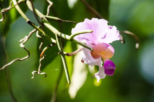 The Orchidaceae are a diverse and widespread family of flowering plants, with blooms that are often colourful .