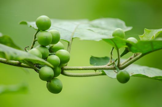 Solanum torvum is a bushy, erect and spiny perennial plant used horticulturally as a rootstock for eggplant.