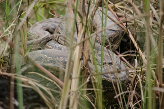 reticulated python is a species of python found in Southeast Asia. They are the world's longest snakes and longest reptiles,