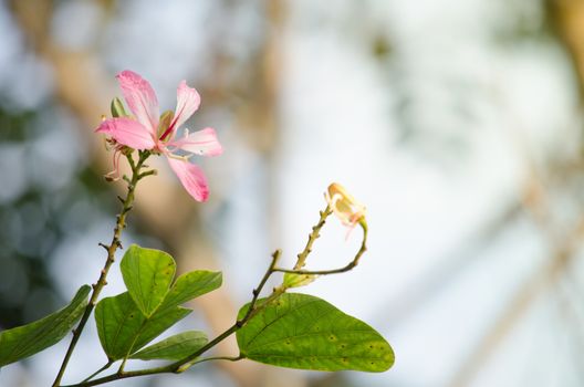 Purple orchid tree is closely related to peacock flower  and  most beautiful, the royal poinciana