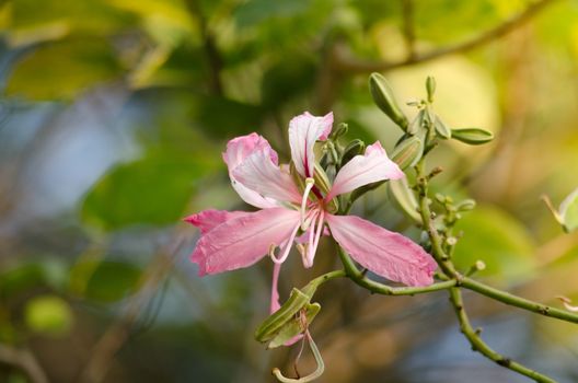 Purple orchid tree is closely related to peacock flower  and  most beautiful, the royal poinciana