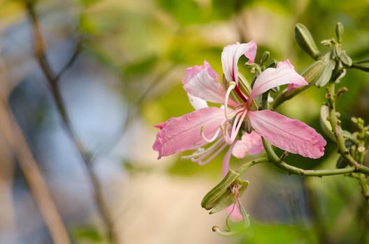 Purple orchid tree is closely related to peacock flower  and  most beautiful, the royal poinciana