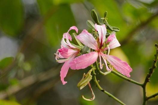 Purple orchid tree is closely related to peacock flower  and  most beautiful, the royal poinciana