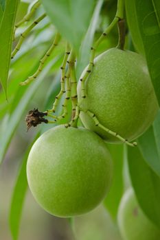 Cerbera odollam Gaertn is a dicotyledonous angiosperm, and commonly known as the suicide tree, pong-pong, and othalanga.