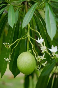 Cerbera odollam Gaertn is a dicotyledonous angiosperm, and commonly known as the suicide tree, pong-pong, and othalanga.