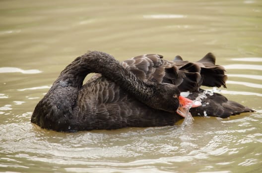 Cygnus atratus is a large waterbird with mostly black plumage and red bills.