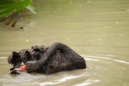 Cygnus atratus is a large waterbird with mostly black plumage and red bills.