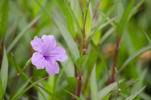 Ruellia squarrosa plant sink pots to the rim at the edge of ponds or water gardens.