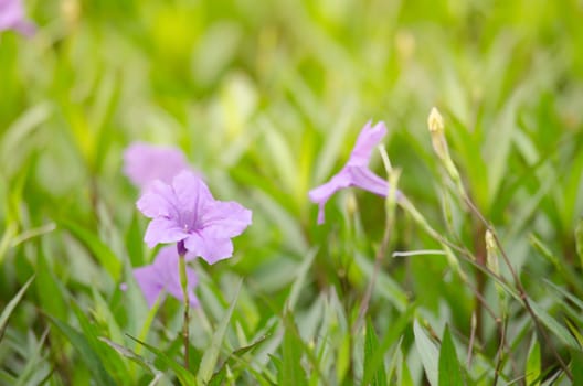 Ruellia squarrosa plant sink pots to the rim at the edge of ponds or water gardens.