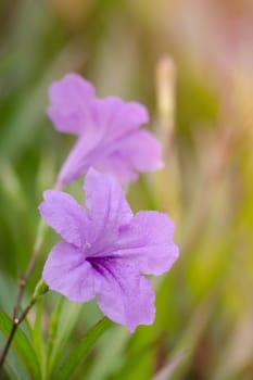 Ruellia squarrosa plant sink pots to the rim at the edge of ponds or water gardens.