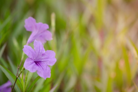 Ruellia squarrosa plant sink pots to the rim at the edge of ponds or water gardens.