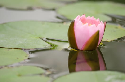 Lotus Flower is one of two extant species of aquatic plant in the family Nelumbonaceae.