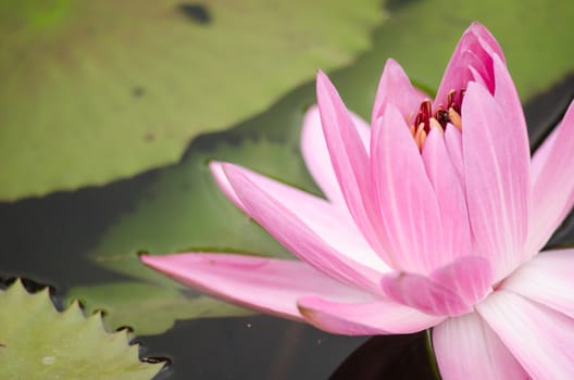 Lotus Flower is one of two extant species of aquatic plant in the family Nelumbonaceae.