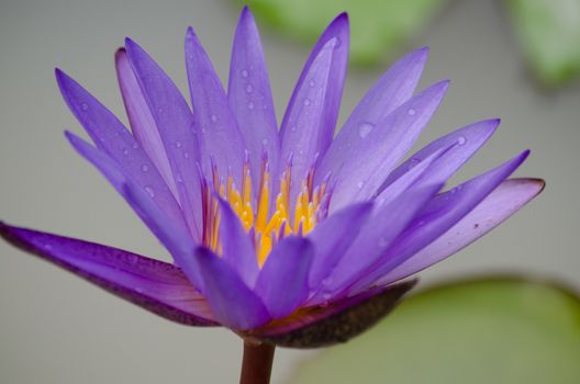 Lotus Flower is one of two extant species of aquatic plant in the family Nelumbonaceae.