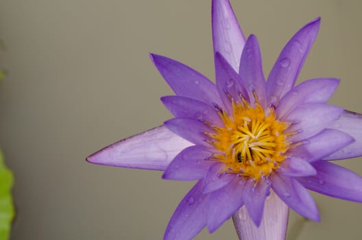 Lotus Flower is one of two extant species of aquatic plant in the family Nelumbonaceae.