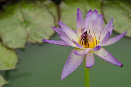 Lotus Flower is one of two extant species of aquatic plant in the family Nelumbonaceae.