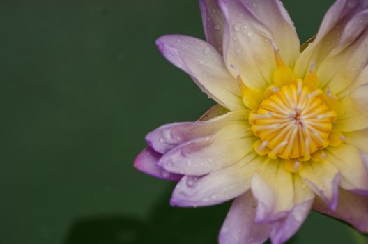 Lotus Flower is one of two extant species of aquatic plant in the family Nelumbonaceae.