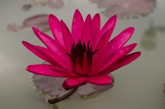 Lotus Flower is one of two extant species of aquatic plant in the family Nelumbonaceae.