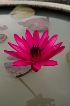 Lotus Flower is one of two extant species of aquatic plant in the family Nelumbonaceae.