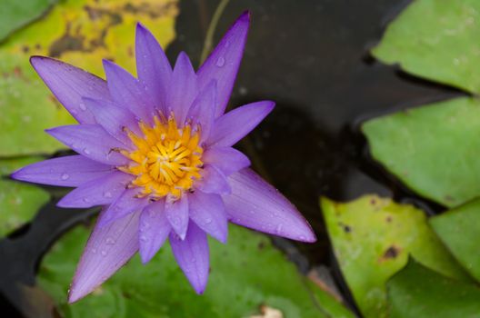 Lotus Flower is one of two extant species of aquatic plant in the family Nelumbonaceae.