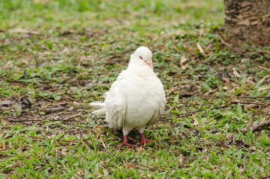 white rock pigeon  includes the domestic pigeon,  Escaped domestic pigeons have raised the populations of feral pigeons around the world