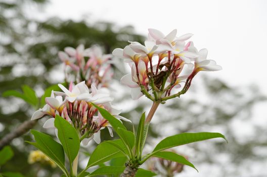 Most species are deciduous shrubs or small trees. are most fragrant at night