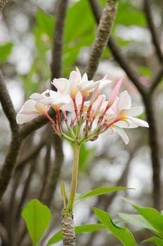 Most species are deciduous shrubs or small trees. are most fragrant at night