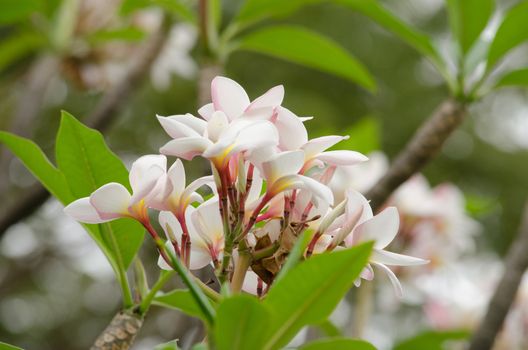 Most species are deciduous shrubs or small trees. are most fragrant at night