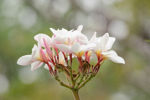 Most species are deciduous shrubs or small trees. are most fragrant at night