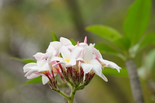 Most species are deciduous shrubs or small trees. are most fragrant at night