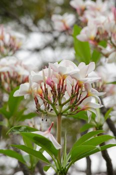 Most species are deciduous shrubs or small trees. are most fragrant at night