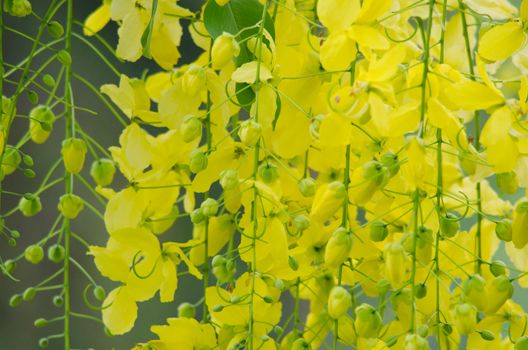 Cassia fistula  is the national tree of Thailand, and its flower is Thailand's national flower.It blooms in late spring. Flowering is profuse, with trees being covered with yellow flowers,