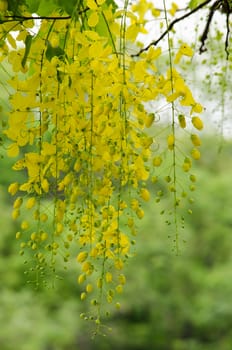 Cassia fistula  is the national tree of Thailand, and its flower is Thailand's national flower.It blooms in late spring. Flowering is profuse, with trees being covered with yellow flowers,