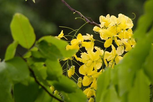 Cassia fistula  is the national tree of Thailand, and its flower is Thailand's national flower.It blooms in late spring. Flowering is profuse, with trees being covered with yellow flowers,