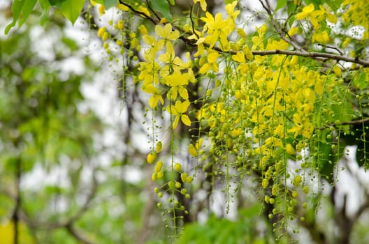 Cassia fistula  is the national tree of Thailand, and its flower is Thailand's national flower.It blooms in late spring. Flowering is profuse, with trees being covered with yellow flowers,