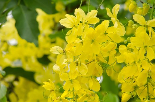 Cassia fistula  is the national tree of Thailand, and its flower is Thailand's national flower.It blooms in late spring. Flowering is profuse, with trees being covered with yellow flowers,