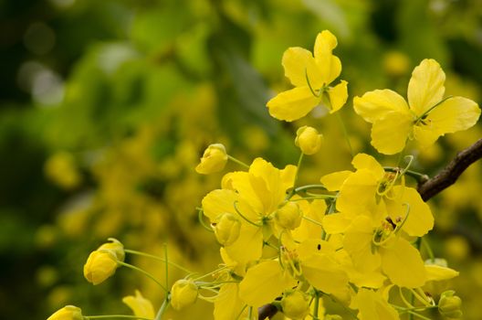 Cassia fistula  is the national tree of Thailand, and its flower is Thailand's national flower.It blooms in late spring. Flowering is profuse, with trees being covered with yellow flowers,