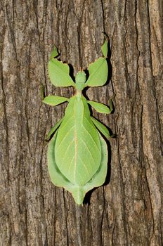Phyllium bioculatum have extremely flattened, irregularly shaped bodies, wings, and legs.