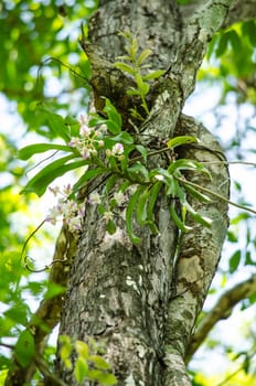 The Orchidaceae are a diverse and widespread family of flowering plants, with blooms that are often colourful .