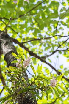 The Orchidaceae are a diverse and widespread family of flowering plants, with blooms that are often colourful .