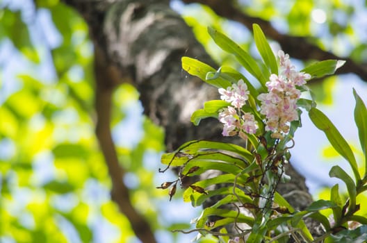 The Orchidaceae are a diverse and widespread family of flowering plants, with blooms that are often colourful .