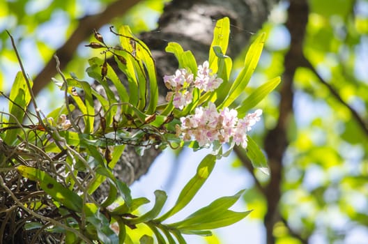 The Orchidaceae are a diverse and widespread family of flowering plants, with blooms that are often colourful .